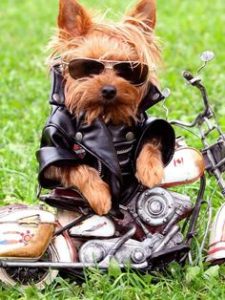 motorcycle-dog